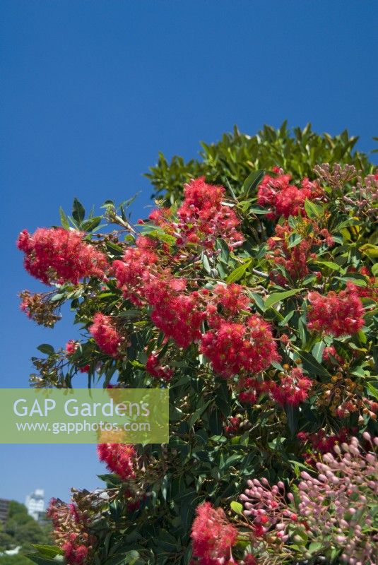 Corymbia ficifolia Summer series flowering gum