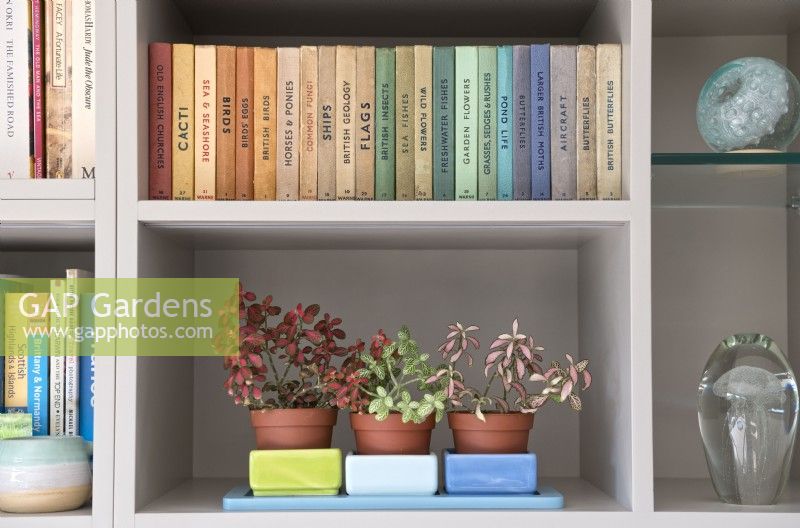 House interior bookshelves with Fittonia verschaffeltii (nerve plants) houseplants, Observer reference books and glass ornaments