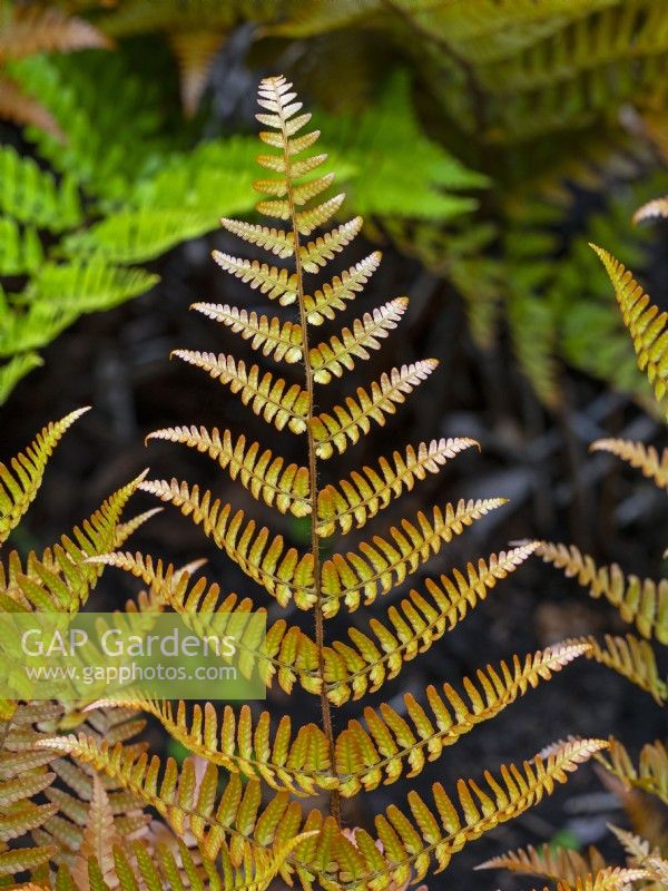 Dryopteris erythrosora - Buckler fern June Norfolk UK