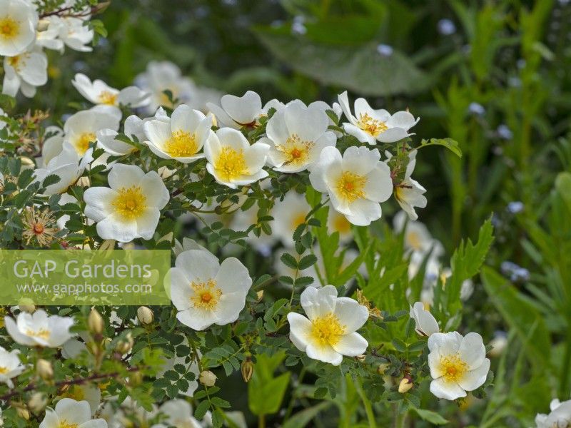  Rosa 'Nevada' in flower Norfolk June