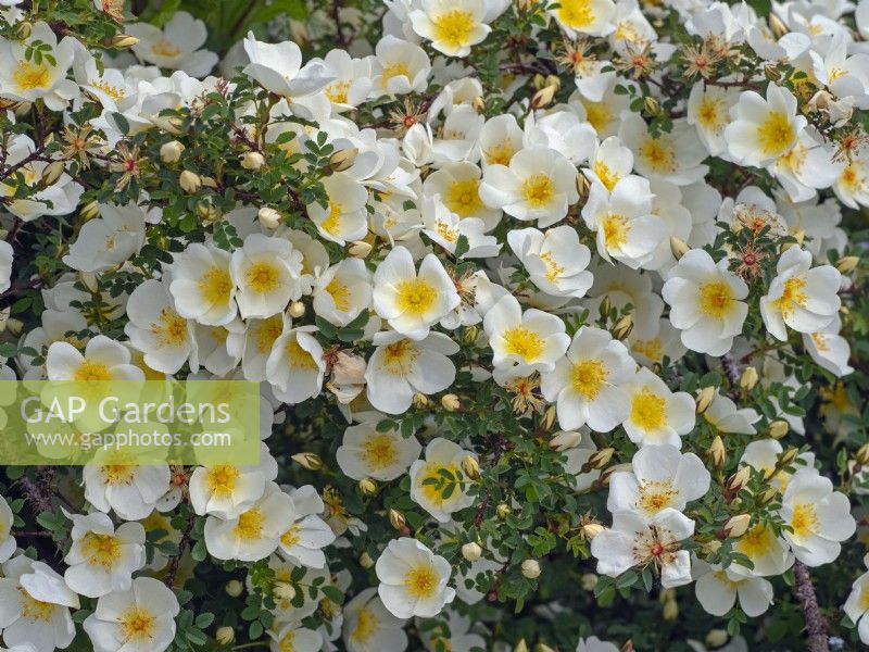  Rosa 'Nevada' in flower Norfolk June