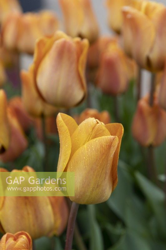 Tulipa 'Cairo' Tulip