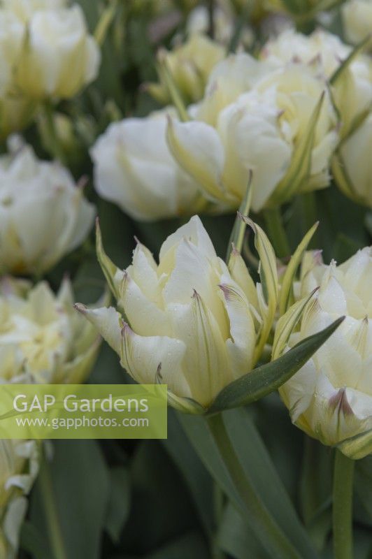 Tulipa 'Exotic Emperor' tulip