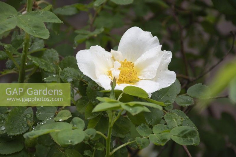 Rosa 'Nevada' - rose - summer