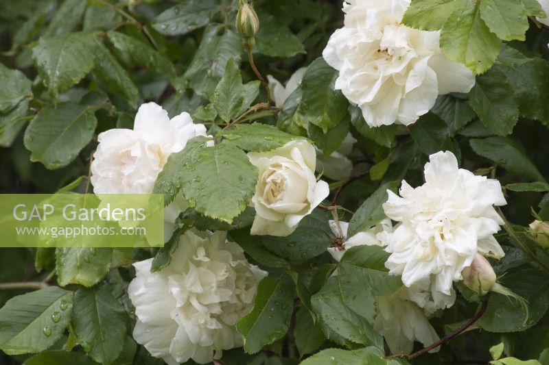 Rosa 'Sanders White' - rose - June