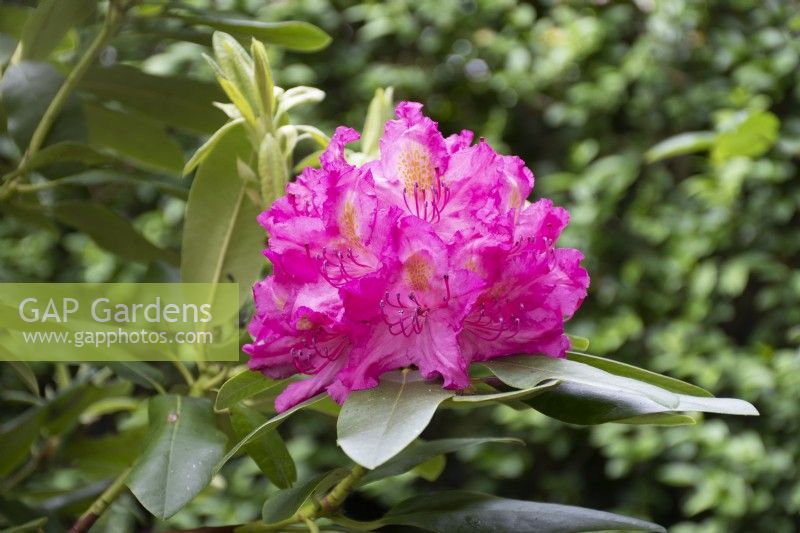 Rhododendron 'Delta' - June