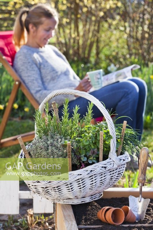 Herb basket with rosemary, thyme, oregano, chives and mint. In background woman relaxing with a cup of tea and reading her favorite garden magazine.