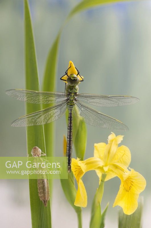 Newly emerged Anax imperator Emperor dragonfly