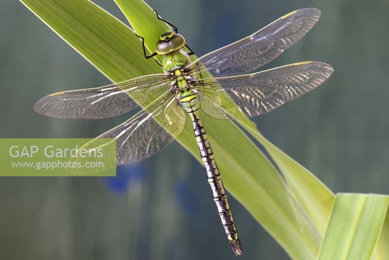 Newly emerged Anax imperator Emperor dragonfly