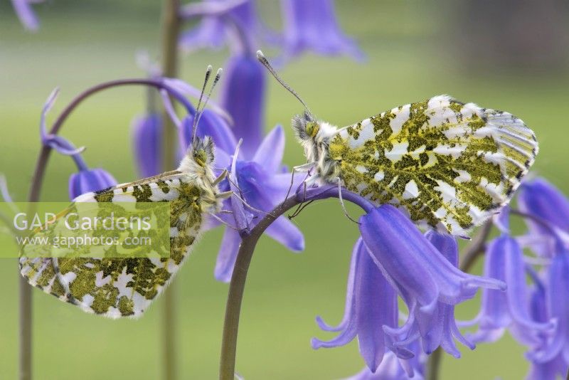 Anthocharis cardamines - female and male Orange Tip butterflies, resting on bluebells