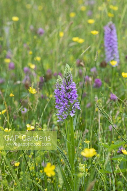 Dactylorhiza fuchsii - Common spotted orchid