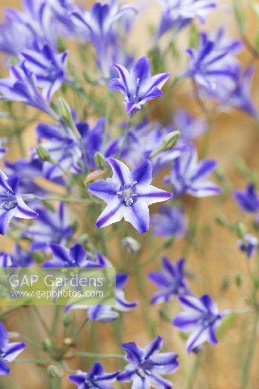 Triteleia 'Rudy' - Triplet lily 