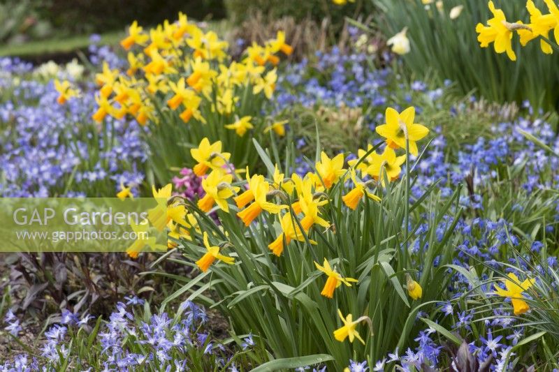 Spring border with Chionodoxa, Narcissus 'Jetfire' and Scilla