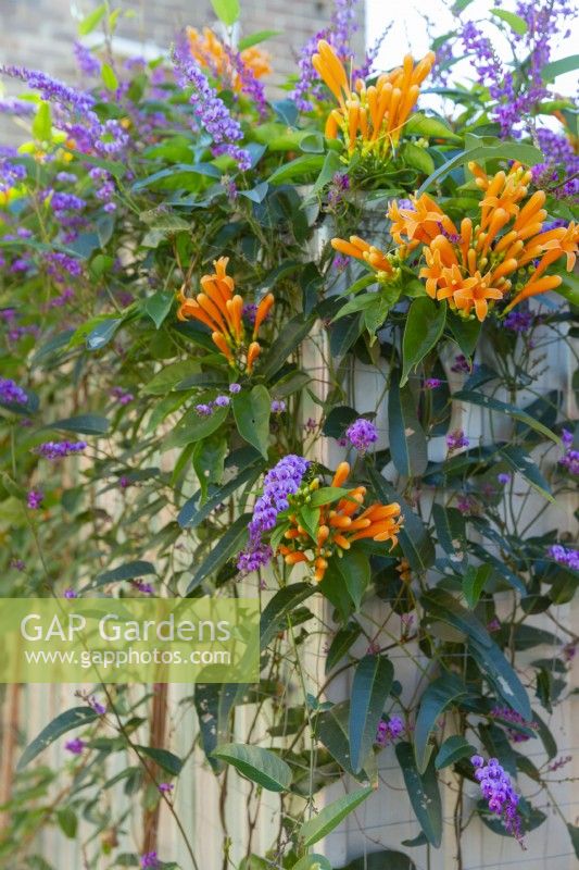 Hardenbergia violacea False Sarsaparilla and Pyrostegia venusta Orange Trumpet vine growing over a garden shed