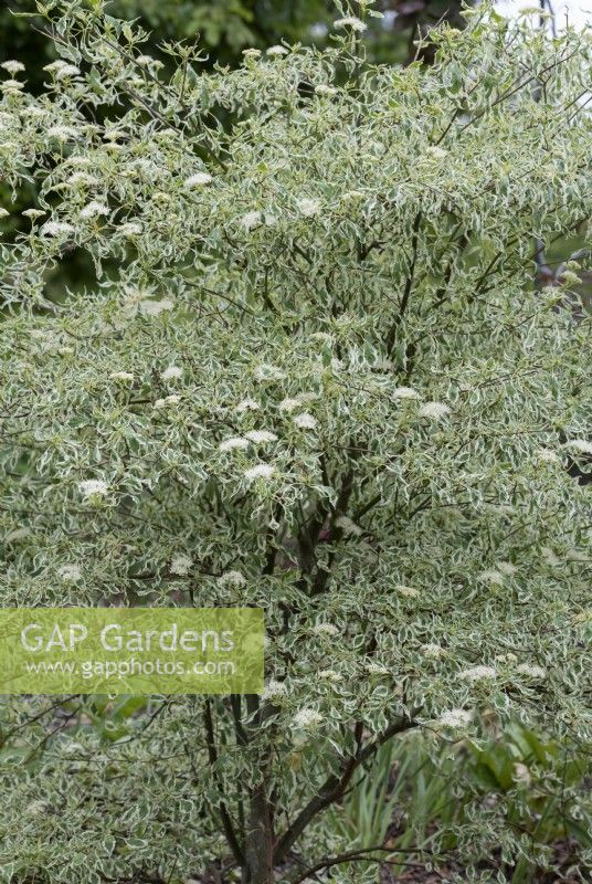 Cornus alternifolia 'Argentea' - Silver pagoda dogwood