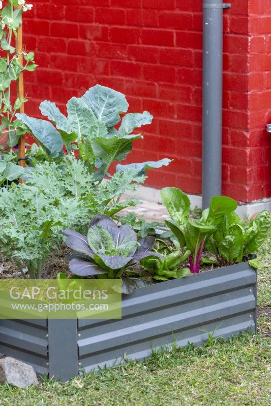 Raised metal garden bed with a variety of leafy edible plants