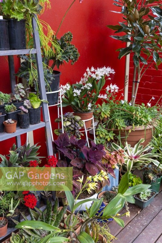 Collection of potted plants on a deck near walls
