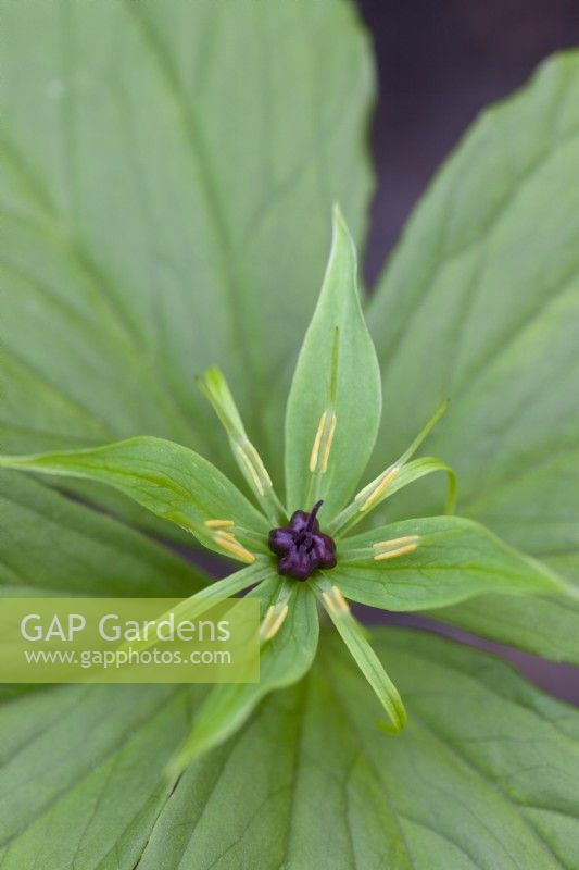 Paris quadrifolia - Herb Paris