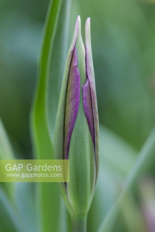 Tulipa 'Purple Doll' bud - April