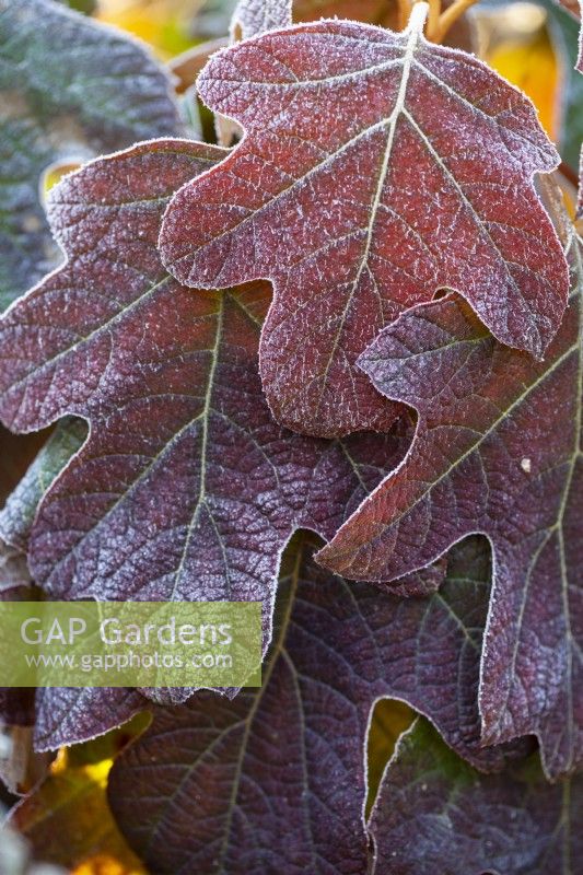 Hydrangea quercifolia 'Alice', Oak leafed hydrangea. Shrub, December.