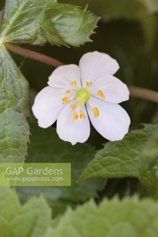 Podophyllum hexandrum flower - Himalayan Mayapple, Indian Mayapple - May