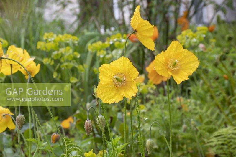 Meconopsis cambrica - Welsh poppy - May