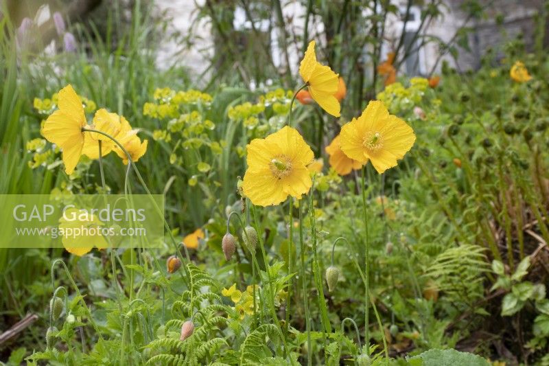 Meconopsis cambrica - Welsh poppy - May