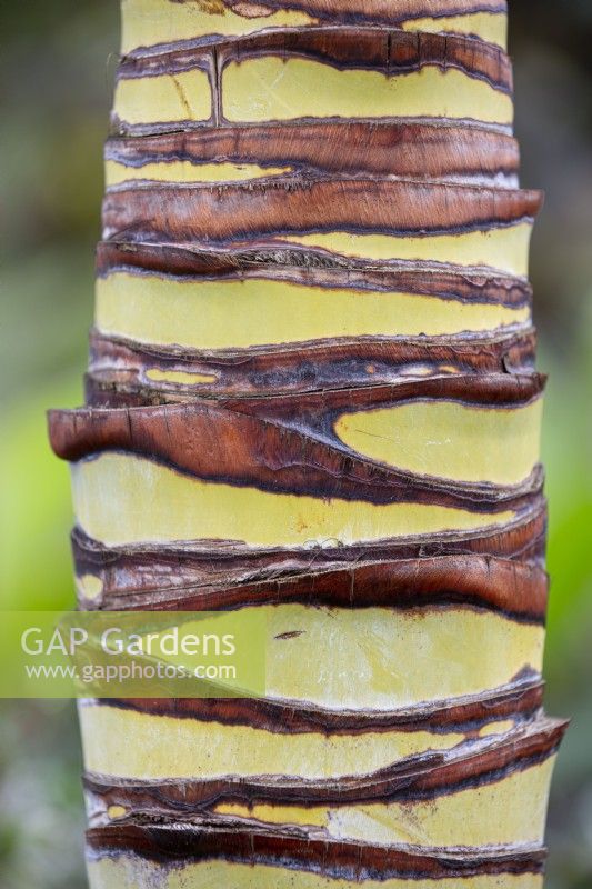 Close up of the bark of Trachycarpus fortunei, Chinese windmill palm, August.