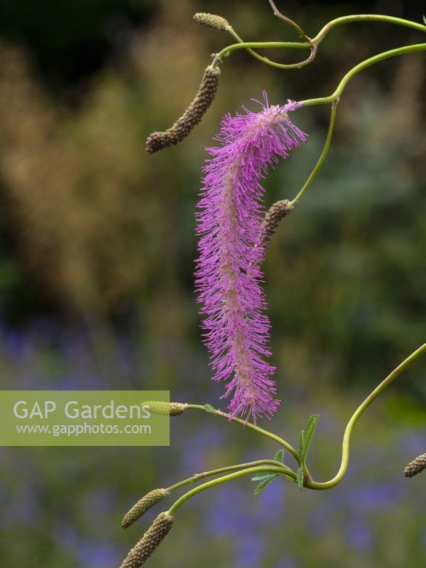 Sanguisorba hakusanensis 'Lilac Squirrel'