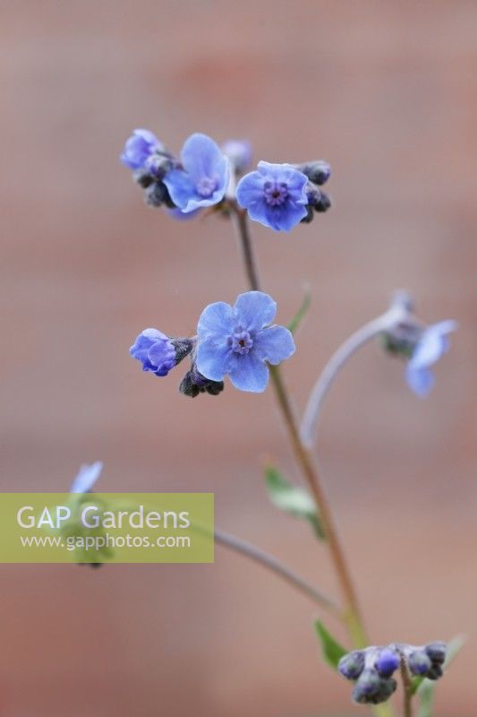 Cynoglossum amabile  - Chinese Forget-me-not