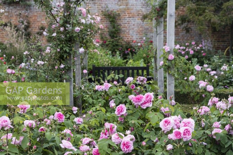 Pergola with roses in the South Gardens. Rose - in beds with Climbing Rose - trained on pergola uprights. June