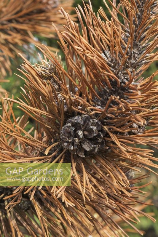 Pinus mugo 'Gallica' - Mugo pine shrub branch with old cone and rust disease, Quebec, Canada