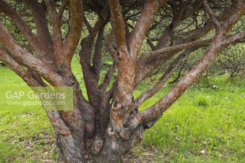 Pinus mugo - Dwarf Mountain pine tree with scaly grey and brownish bark on trunks