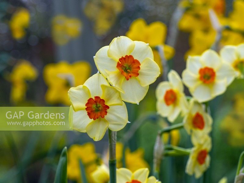 Narcissus 'Matador'  april Norfolk