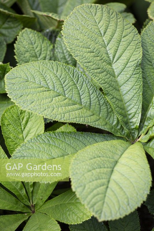 Rodgersia aesculifolia, chestnut-leaved rodgersia. June.