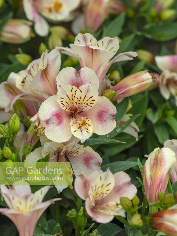 Alstroemeria Little miss natalie