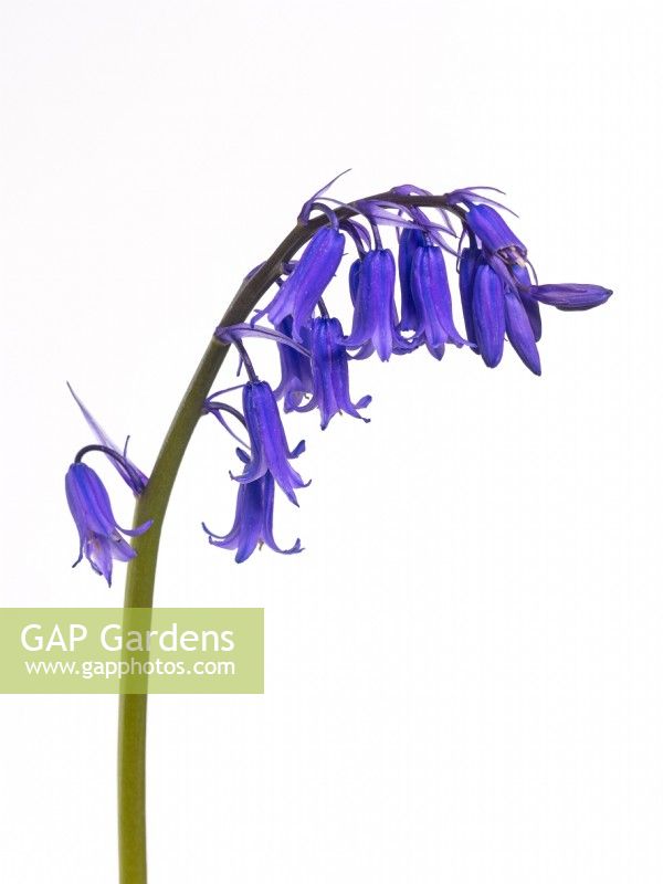 Bluebells Hyacinthoides non-scriptus cut out May