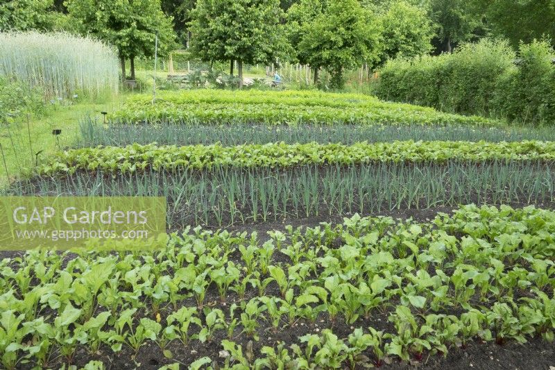 Several vegetables planted in rows.