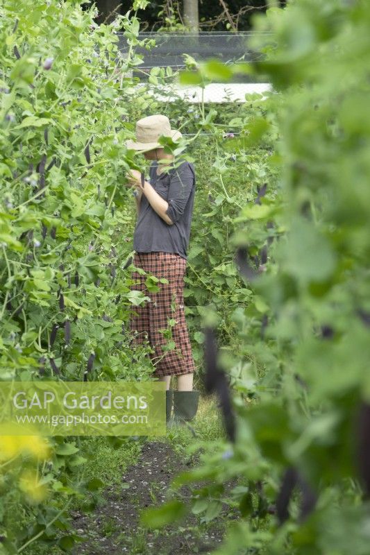 Woman harvesting Peas 