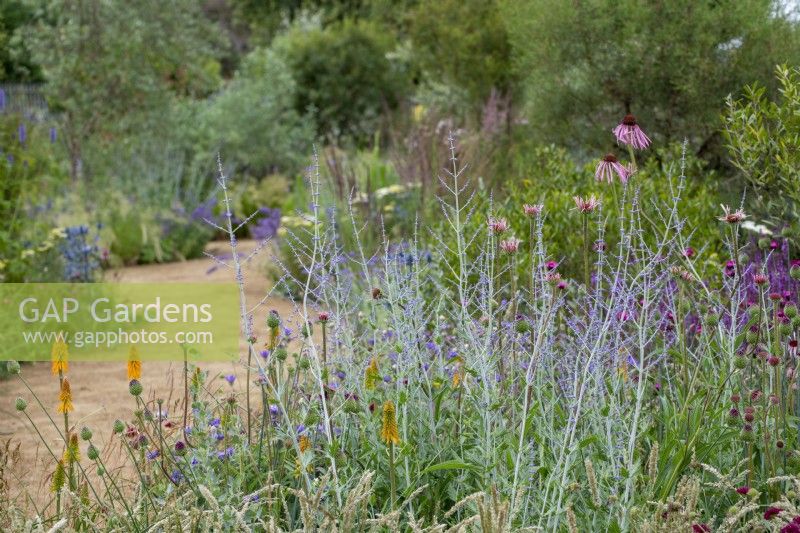 Perovskia 'Blue Spire' with Kniphofia 'Mango Popsicle' and Echinacea pallida in the Iconic Horticultural Hero Garden by Tom Stuart-Smith - RHS Hampton Court Palace Festival 2021