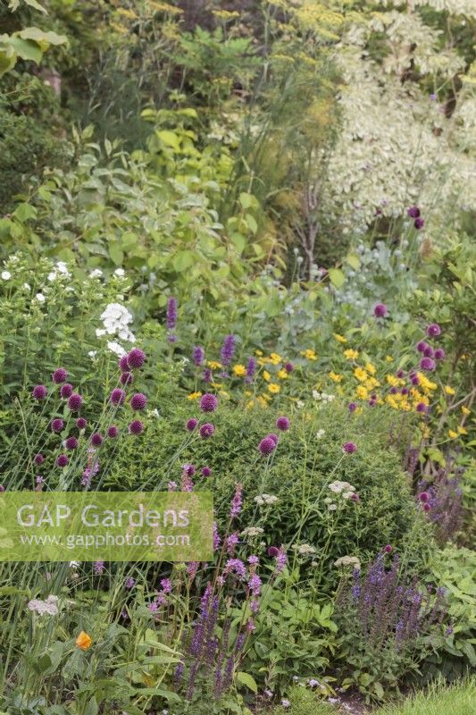 Mixed summer border with Allium sphaerocephalon, Francoa sonchifolia 'Petite Bouquet', Buphthalmum salicifolium and Agastache 'Blue Boa' - July