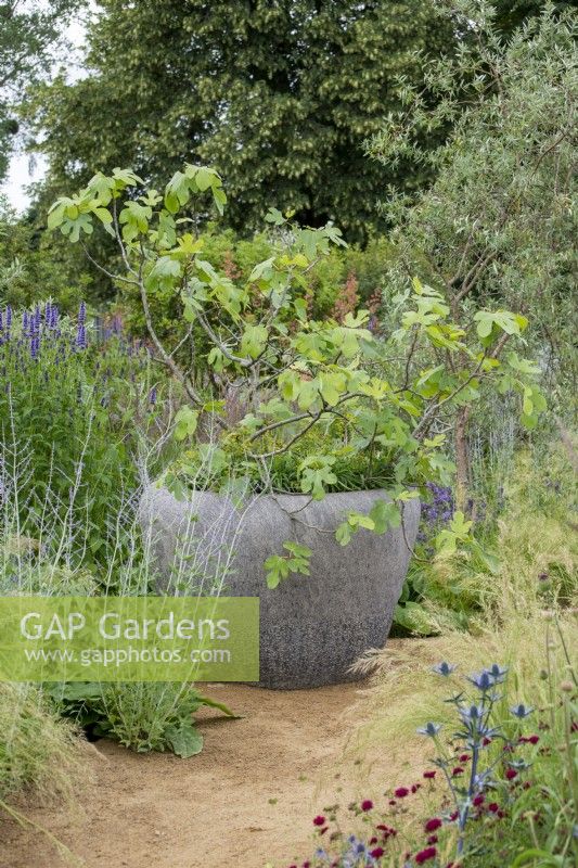 Figus carica in a large container - Iconic Horticultural Hero Garden by Tom Stuart-Smith - RHS Hampton Court Palace Festival 2021