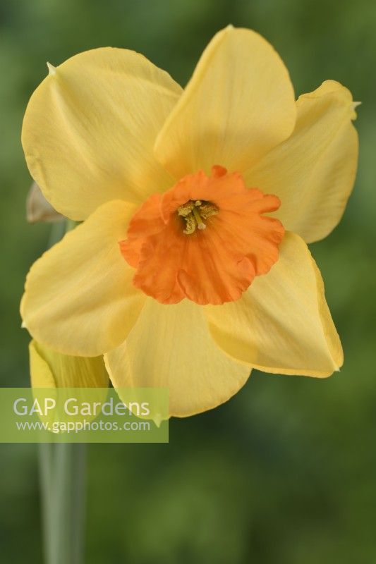 Narcissus  'Kedron'  Daffodil  Div. 7  Jonquilla  April

