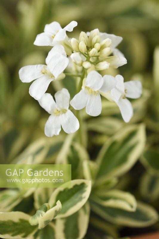 Arabis ferdinandi-coburgi  'Old Gold'  April