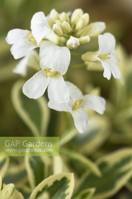 Arabis ferdinandi-coburgi  'Old Gold'  April