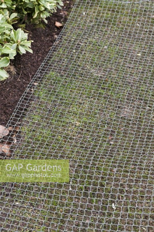 Protecting newly sown grass seed with netting - April