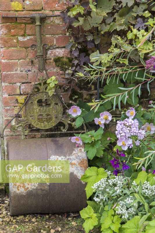 Vintage garden roller with Anemone x hybrida