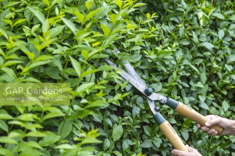 Using garden shears to trim a hedge