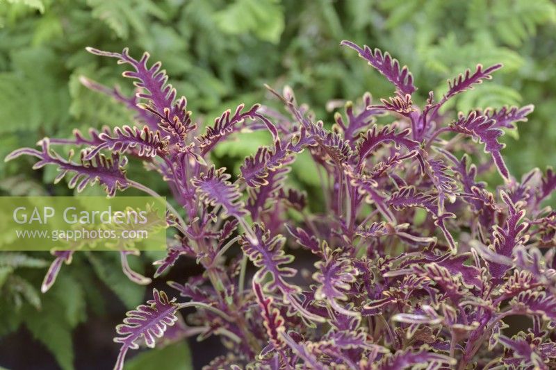 Solenostemon scutelleroides 'Bone Fish' Under The Sea Series - July