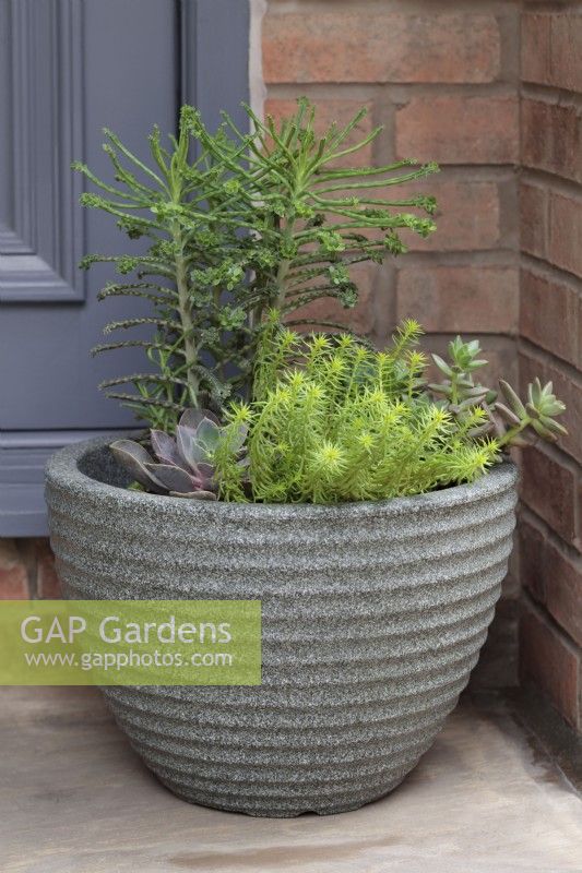 Front door with contemporary grey resin pot with succulents including Kalanchoe tubiflora, Sedum rupestre 'Angelina', x Graptoveria 'Koala' and Echeveria - July
